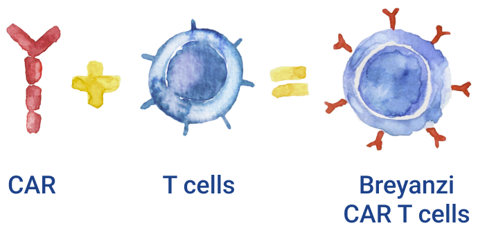 CAR plus T cell equals Breyanzi® (lisocabtagene maraleucel) CAR T cell