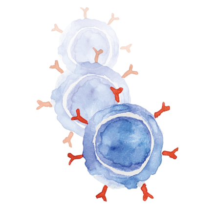 Breyanzi® (lisocabtagene maraleucel) CAR T cells